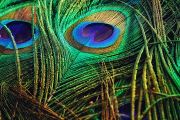 Peacock feather close up. Peafowl feather. Abstract background. Mor pankh. Janmashtami background.