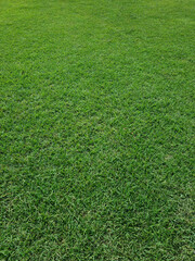 Grass background close up photo.