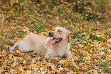 Young cute Labrador dog laying on yellow fallen leaves in autumn forest.