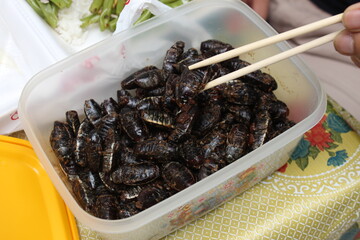 Clean insects(Jewel beetle) are leaf-eating insects. Humans can cook by sautéing oil, garlic, very tasty, a lot of protein.