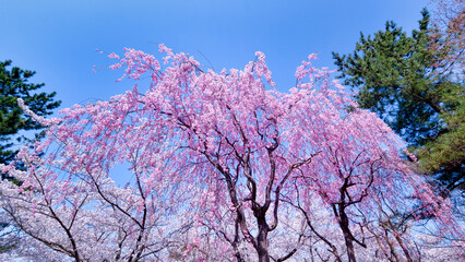 しだれ八重桜 / Weeping Double Cherry Blossom