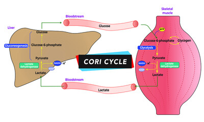 Cori Cycle [lactic acid recycling]