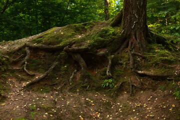 Large roots of an old birch tree covered with moss