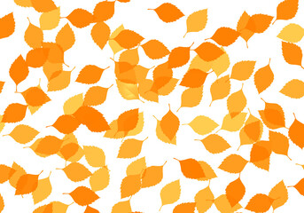 orange or yellow leaf autumn with white background colour