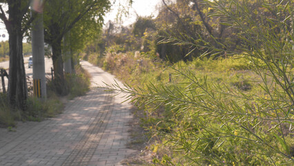 両脇に草が生えた道路