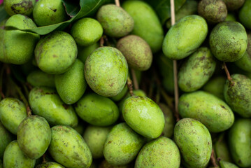 Light mango, sour mango, mango species native to the south of Thailand.
