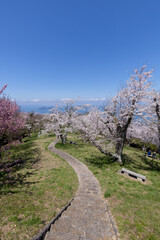 紫雲出山（しうでやま）の桜（香川県三豊市）