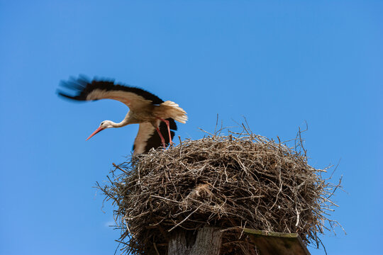 Stork taking flight from his nest