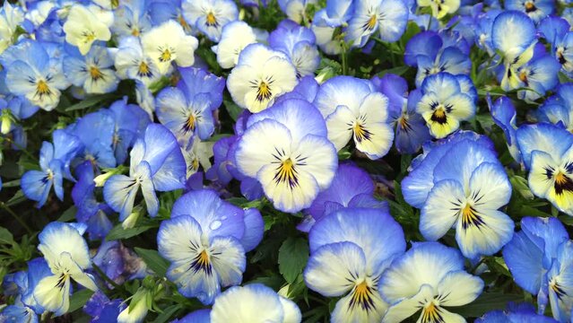 Zoom in, closeup shot of pansy / viola flower garden. 4K