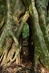 banyan tree in the forest