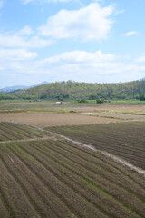 landscape of agriculture with blue sky