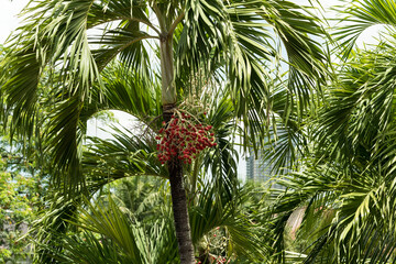 Shot of an Areca Palm tree with ripe Betel Nut fruit. Betel Nut has stimulating properties and is...