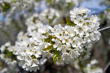 Obraz premium Spring cherry blossoms.