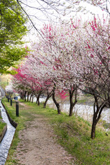 日本一の桃源郷阿智村　昼神温泉郷朝市広場小川沿いの満開の花桃