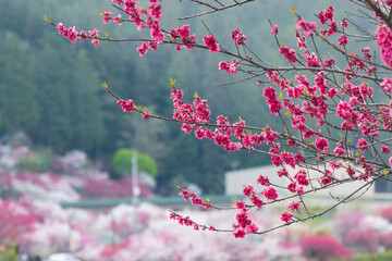 日本一の桃源郷阿智村　昼神温泉郷阿知川沿いの花桃 © eddiemgg