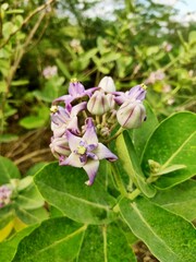 Calotropis gigantea plant and flowers