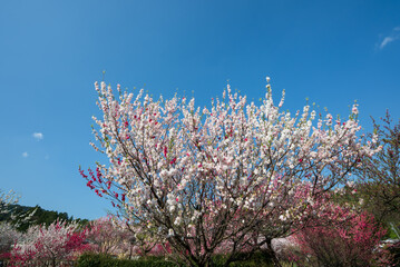 日本一の桃源郷阿智村　昼神温泉郷朝市広場付近の満開の花桃