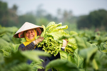 agriculture holding tobacco leaves in the harvest season Farmer collecting tobacco leaves Farmers...