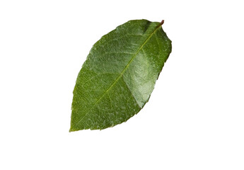 Fototapeta na wymiar One green rose leaf on a white background, close-up, isolated by clipping