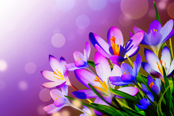 Obraz na płótnie Canvas Blooming purple crocus flowers in a soft focus on a sunny spring day
