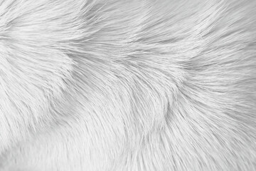 Texture fur dog with white grey patterns , animal hair background