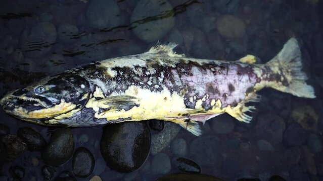 dead fish (salmon) in water spawned out  Wilson river Oregon