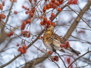 Fieldfare sitting on the bush and feeding on wild red apples in winter or early spring time.