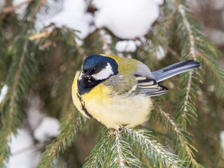 Cute bird Great tit, songbird sitting on the fir branch with snow in winter