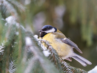 Cute bird Great tit, songbird sitting on the fir branch with snow in winter