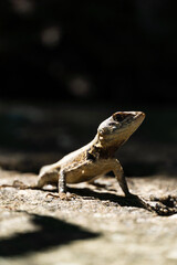 Beautiful Calango lizard free in nature in the park in Rio de Janeiro, Brazil. Selective focus