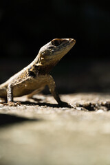 Beautiful Calango lizard free in nature in the park in Rio de Janeiro, Brazil. Selective focus