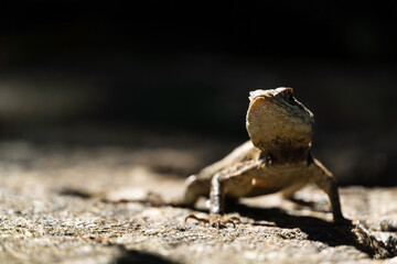 Beautiful Calango lizard free in nature in the park in Rio de Janeiro, Brazil. Selective focus