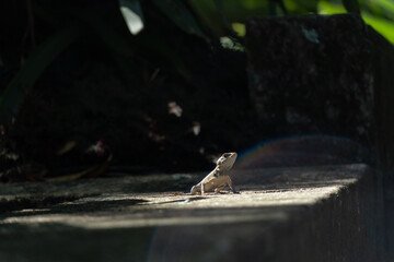 Beautiful Calango lizard free in nature in the park in Rio de Janeiro, Brazil. Selective focus