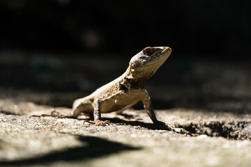 Beautiful Calango lizard free in nature in the park in Rio de Janeiro, Brazil. Selective focus