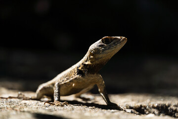 Beautiful Calango lizard free in nature in the park in Rio de Janeiro, Brazil. Selective focus