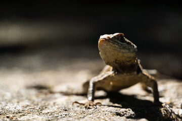 Beautiful Calango lizard free in nature in the park in Rio de Janeiro, Brazil. Selective focus