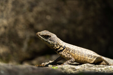 Beautiful Calango lizard free in nature in the park in Rio de Janeiro, Brazil. Selective focus