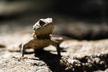 Beautiful Calango lizard free in nature in the park in Rio de Janeiro, Brazil. Selective focus