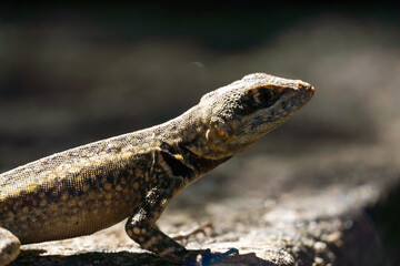 Beautiful Calango lizard free in nature in the park in Rio de Janeiro, Brazil. Selective focus