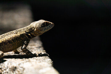 Beautiful Calango lizard free in nature in the park in Rio de Janeiro, Brazil. Selective focus