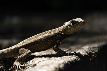 Beautiful Calango lizard free in nature in the park in Rio de Janeiro, Brazil. Selective focus