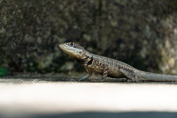 Beautiful Calango lizard free in nature in the park in Rio de Janeiro, Brazil. Selective focus