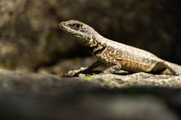 Beautiful Calango lizard free in nature in the park in Rio de Janeiro, Brazil. Selective focus