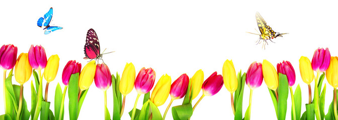 Beautiful tulips and butterflies. Spring nature background for web banner