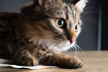 Cat Photography in Studio