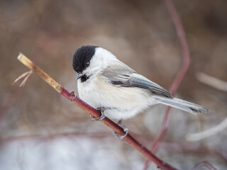 Cute bird the willow tit, song bird sitting on a branch without leaves in the winter.