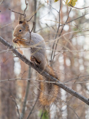 Fototapeta premium The squirrel with nut sits on tree in the winter or late autumn