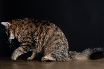 Cat Photography in Studio