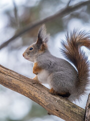 Naklejka na ściany i meble The squirrel funny sits on a branches in the winter or autumn