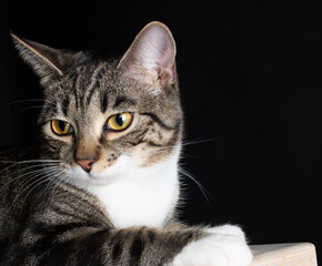 Cat Photography in Studio